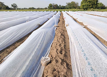Agricultura y horticultura